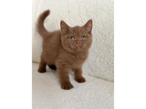 Safkan british shorthair cinnamon dişi yavru