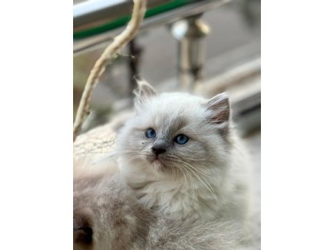 Yurt dışından anne ve baba şecereli ragdoll yavru
