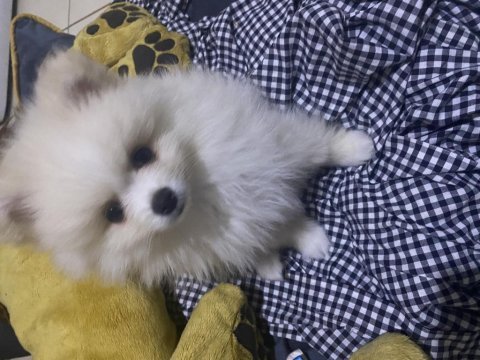 6 aylık aşıları bitmiş dişi pomeranian boo