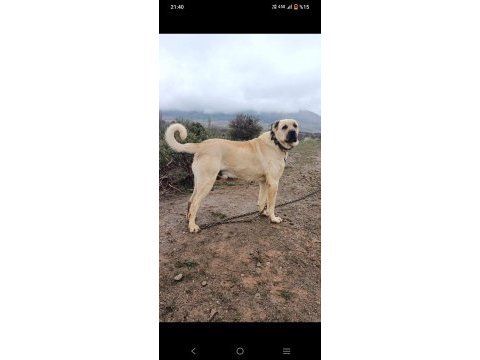 Büyük ırk kangal