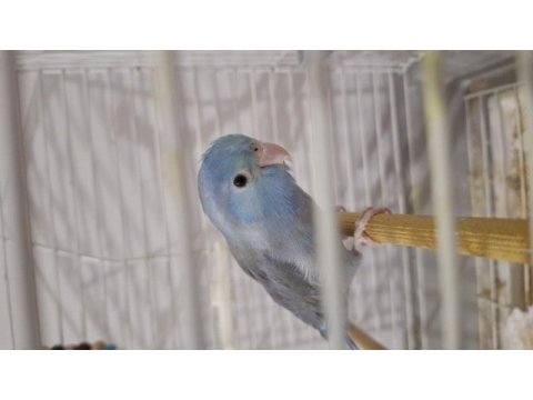 Forpus papaganımız için ulaşın
