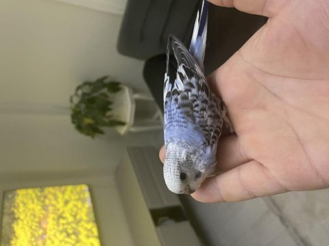 Yeme düşecek muhabbet kuşu yavrular