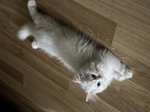 2 chinchilla kedim olduğu için sahiplendiriyorum