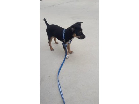 Pinscher 10 aylık köpeğimiz