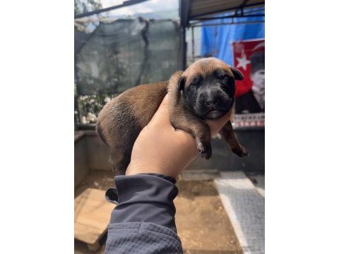 Safkan malinois yavruları