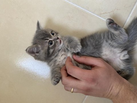 Yavrularımıza yuva arıyoruz british shorthair
