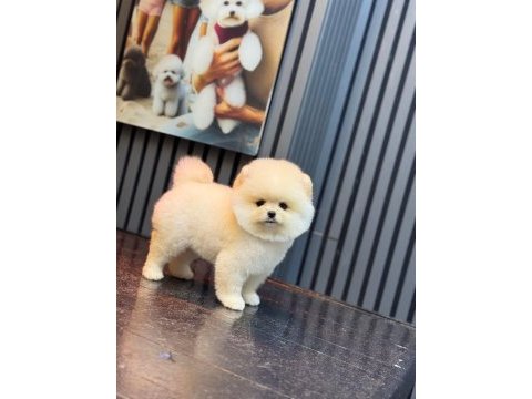 Yavru pomeranian boolarımız