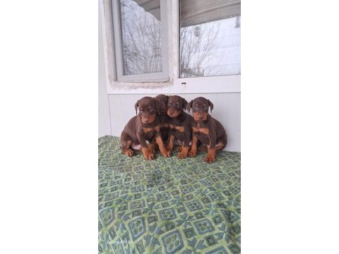 Doberman yavrularım sağlık ve ırk garantilidir