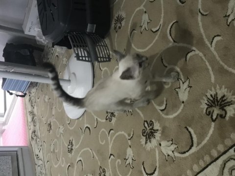 2 aylık kedimize yeni yuva