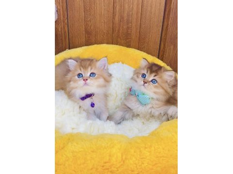 Üst düzey golden british longhair