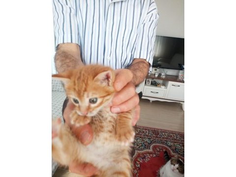 Terk etmişler sarman miniği