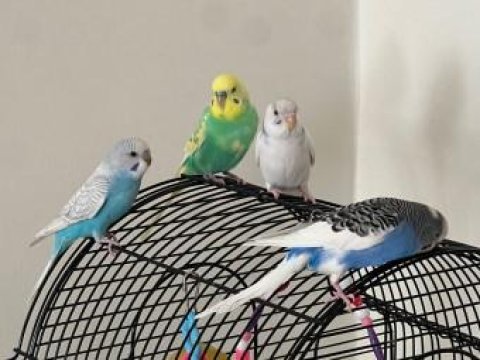 30-40 günlük yavru yeme düşmüş turkuaz gri muhabbet kuşu