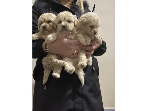 Gerçek f2 maltipoo bebekler