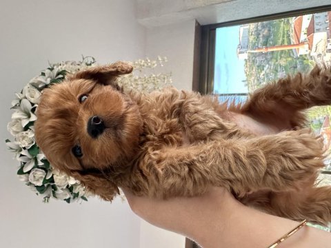 Mini toy poodle köpeğimiz