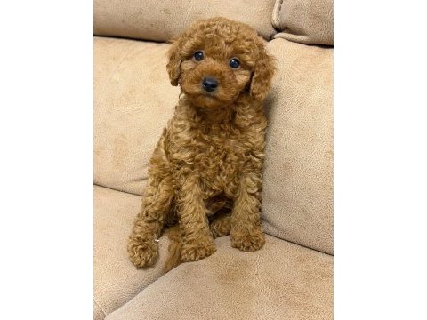 Orjinal toy poodle yavruları aşılı yasal satış belgeli