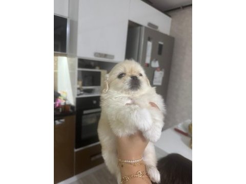 Orjinal sıfır burun pekinez