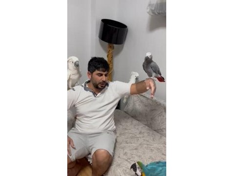 Kakadu isteyen varsa buyursun kapımız açıktır