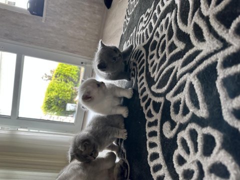 British shorthair tosuncuklar yeni ailesini bekliyor