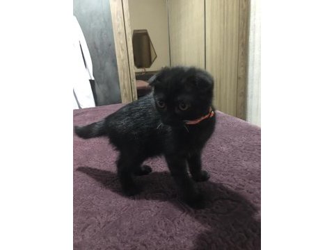 Yavru scottish fold
