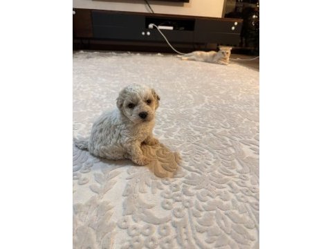 2 aylık toy poodle maltipoo