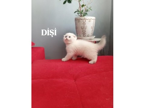British shorthair kediler