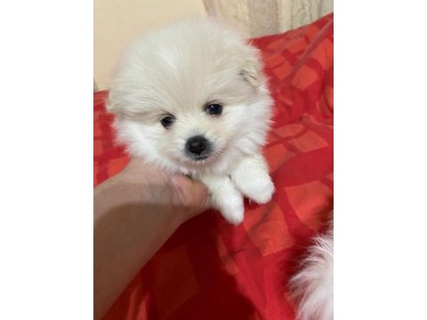 2 dişi pomeranian spitz - show line gülen yüz hatlı