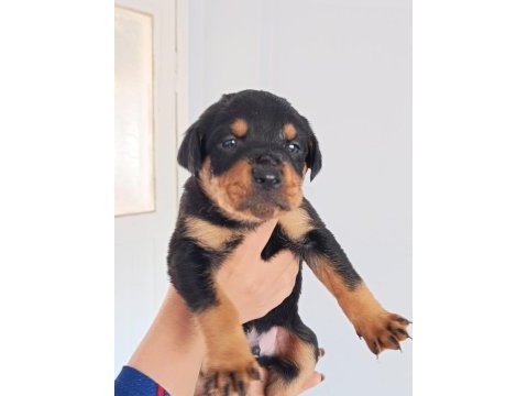 A kalite rottweiler yavrularım