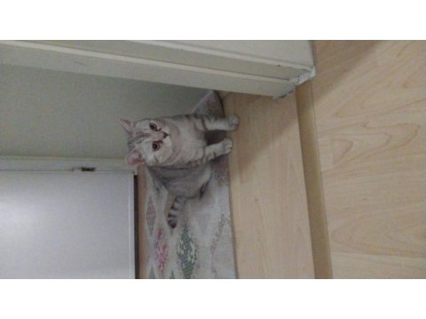 British cat gri erkek