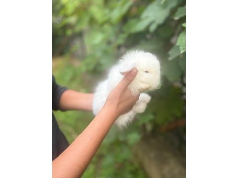 1 aylık hollanda lop tavşanı