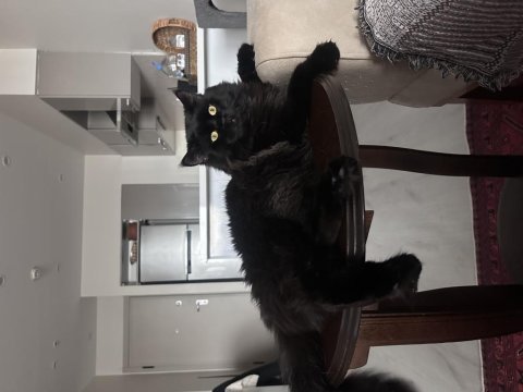 Maine coon erkek kedi – çiftleşme için eş arıyor