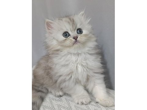 Dişi yavru chinchilla