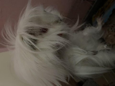 Guinea pig