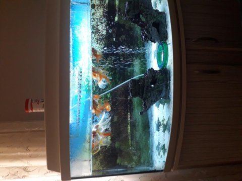 Oranda japon balığı