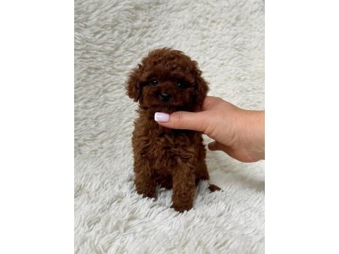 Biblo gibi poodle bebek