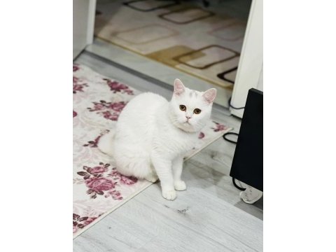 Evcil british shorthair