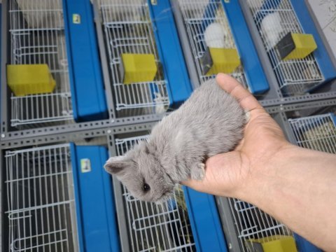 Safkan cüce tavşan