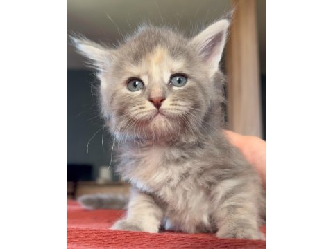 1 buçuk aylık full şecereli maine coon