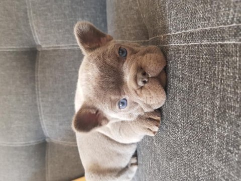 Harika anatomi harika french bulldog yavrular