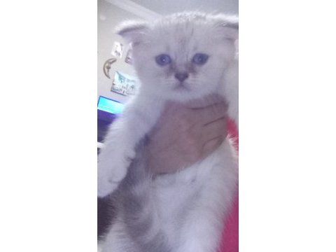 Sevimli scottish fold kediciklerim