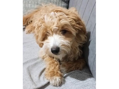6 aylık maltipoo yavru
