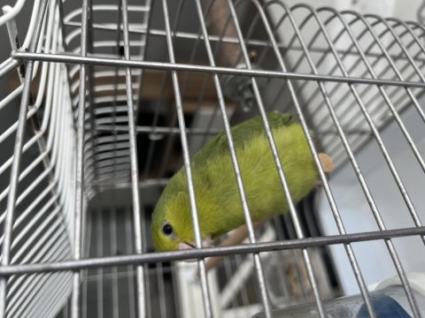 3 aylık yavru dişi forpus papağanı