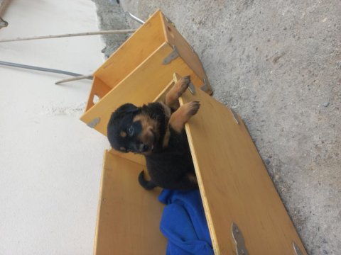 Koca kafa macar rottweiler yavrular sahiplendirilecektir