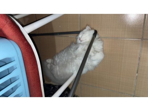 5 aylık erkek scottish fold