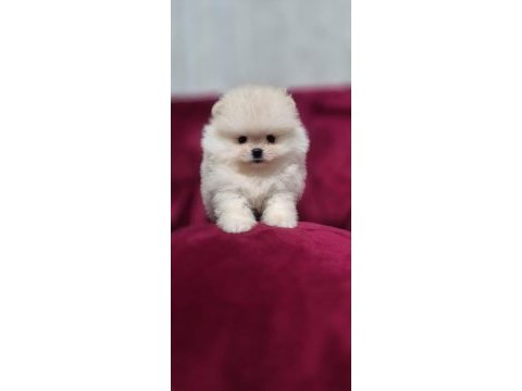 Pamuk dişi erkek pomeranian