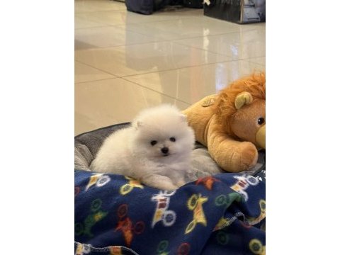 Pomeranian boo köpeği