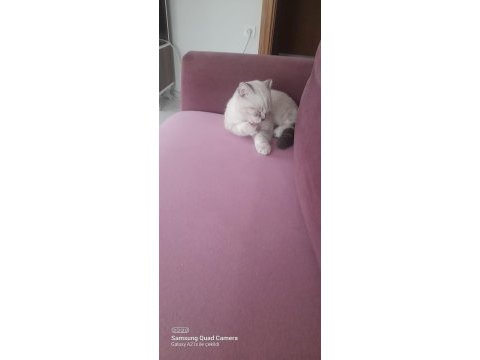 Sevimli british shorthair oğluşumuza yuva