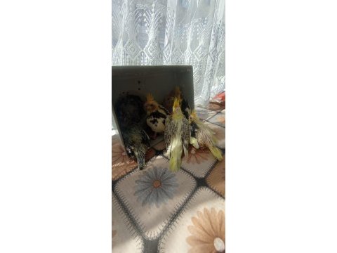 Sultan papağanı yeme düştü el beslemesi de olur