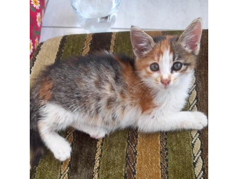 Kedimiz ameliyatını atlattı yuvasını arıyor