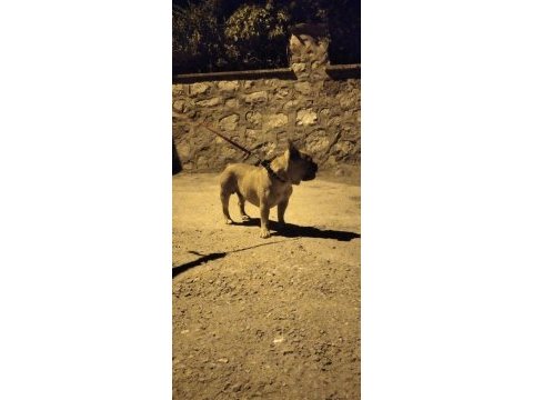 Köpeğimiz mario yuva arıyor