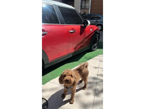 15 aylık erkek poodle ismi tarçın